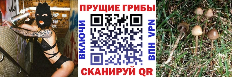 где продают   Советск  kraken рабочий сайт  Галлюциногенные грибы мухоморы 
